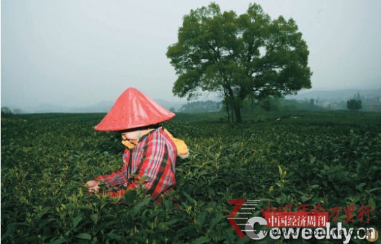 龍井村的一位采茶工,她們每人每天的工資是90元,茶農(nóng)管吃管住報(bào)銷路費(fèi)。盡管如此,采茶工還是一年比一年難找。