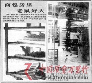 ■1999年9月24日,重慶晚報(bào)第3版關(guān)于家樂(lè)福面包房耗子猖獗,面包被污染的報(bào)道《面包房里老鼠好大》。(資料圖)重慶晚報(bào)記者 陸綱 攝